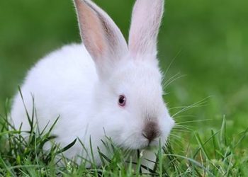 Animales de pelaje invernal blanco están cambiando de color debido al calentamiento global