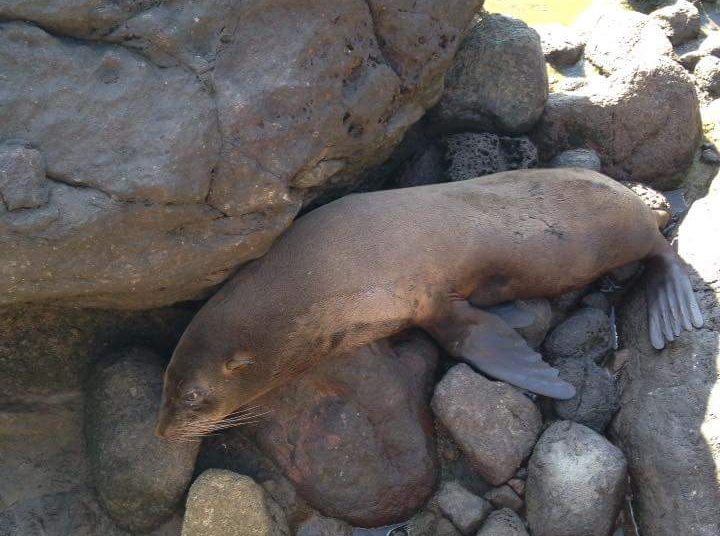 Foto Nota: Lobo marino se convierte en asiduo visitante de playas de La Libertad