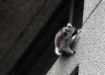 (VÍDEO) Un mapache se lanza desde un noveno piso y sobrevive