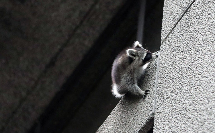 (VÍDEO) Un mapache se lanza desde un noveno piso y sobrevive