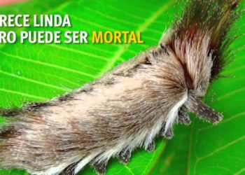 Alerta por la peligrosa oruga «peluche» que dejó a adolescente al borde la muerte en Estados Unidos