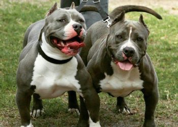 Pitbulls arrancan oreja a una mujer de 61 años en Mejicanos