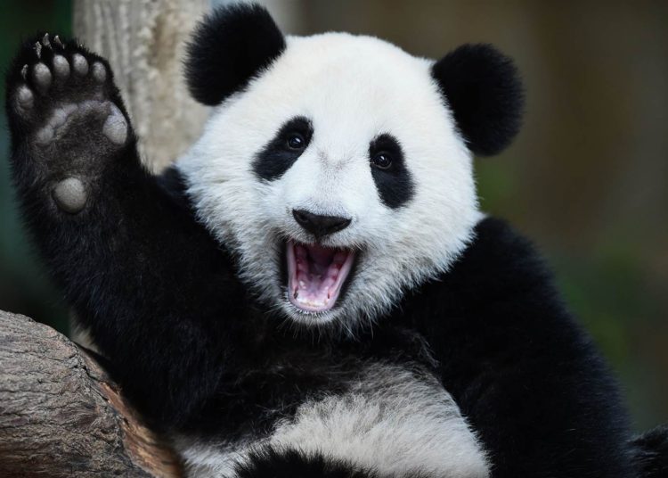 La osa panda que crea obras de arte en el zoológico de Viena