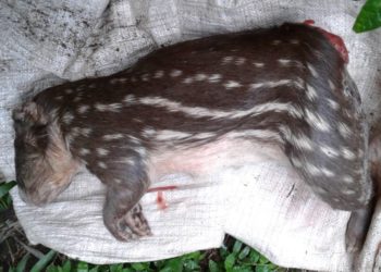 Capturan a sujeto que mató a un tepezcuintle en el Bosque El Imposible