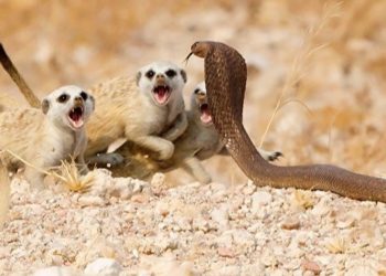 La vida silvestre en todo su esplendor: Los finalistas de Wildlife Photographer of the Year 2018