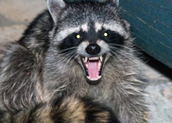 Enfermedad que convierte en «zombie» a los mapaches causa la muerte de 176 ejemplares en EE.UU.