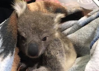 (FOTOS) Una perrita «adopta» a un bebé koala para evitar que muera