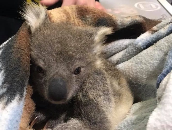 (FOTOS) Una perrita «adopta» a un bebé koala para evitar que muera