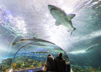 Un hombre se desnuda y sumerge en un acuario lleno de tiburones