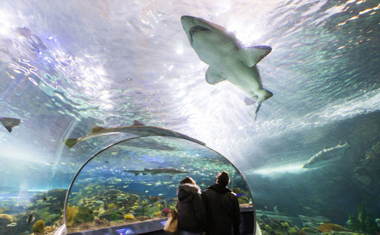 Un hombre se desnuda y sumerge en un acuario lleno de tiburones