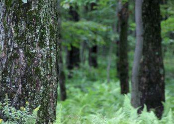 VIDEO: En Canadá hay un bosque que “respira”