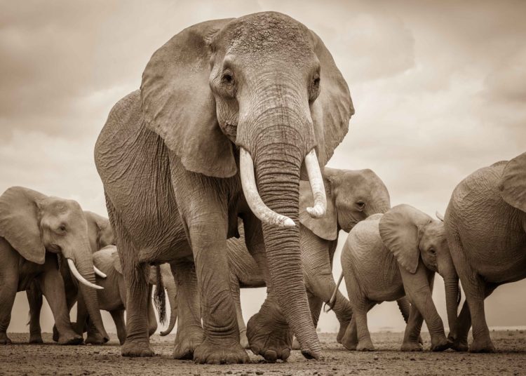 (VIDEO) Disparan a un elefante y la manada se lanza contra ellos