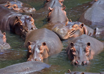 Zambia asesinará a miles de hipopótamos por «no haber más espacio en el área»