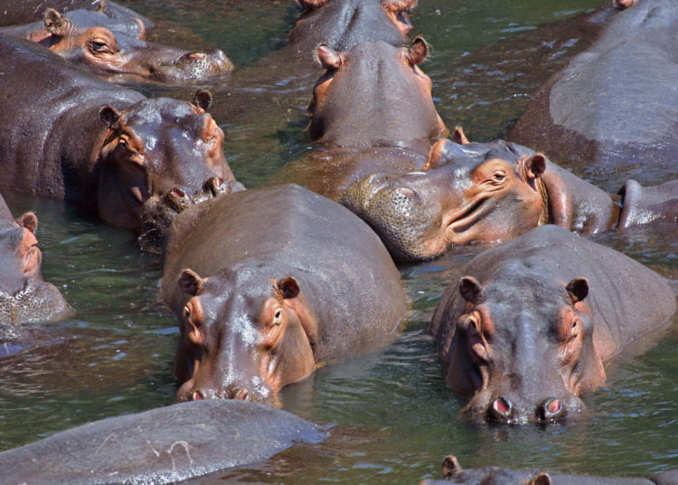 Zambia asesinará a miles de hipopótamos por «no haber más espacio en el área»