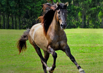 (VIDEO) Caballo furioso irrumpe en una cafetería de Francia