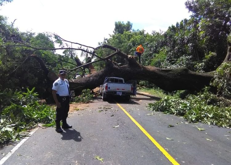 Árbol colapsa en antigua calle a Zacatecoluca