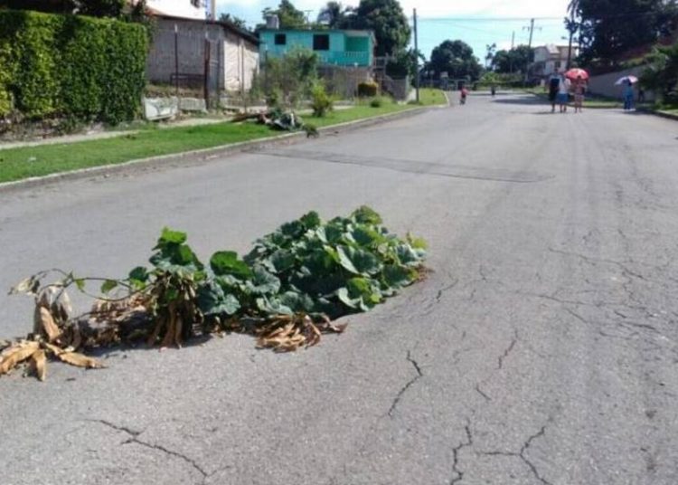 Vecinos se cansaron que no se repare bache, y siembran una planta de calabaza en el hoyo