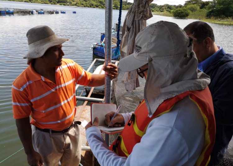 MARN investiga muerte de tilapias en lago de Güija