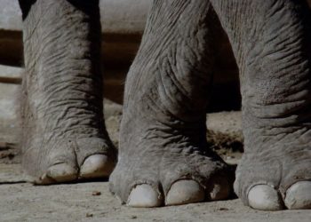 (VÍDEO) El atroz momento en que un elefante salvaje mató a un niño que se acercó a su manada