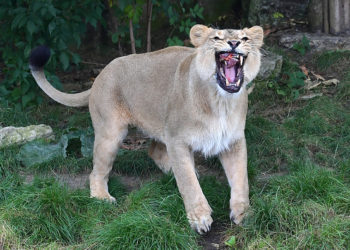 (VIDEO) Una leona ataca a una niña de tres años en un circo de Rusia