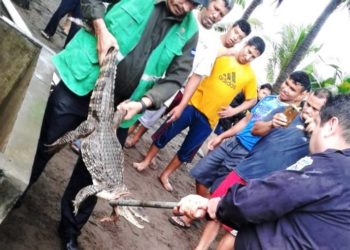 Lagarto que fue encontrado en una vivienda de Ahuachapán fue liberado hoy