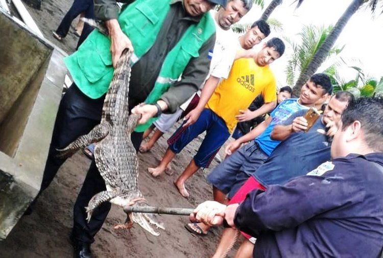 Lagarto que fue encontrado en una vivienda de Ahuachapán fue liberado hoy