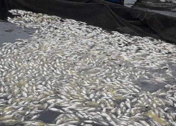 MARN investiga muerte de miles de peces en lago de Güija