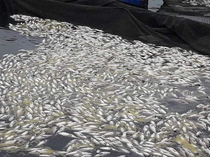 MARN investiga muerte de miles de peces en lago de Güija