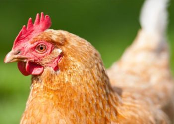 Carne in vitro: la empresa que produce pollo sin matar un solo animal