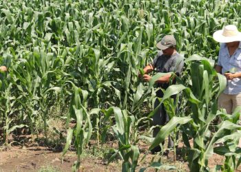 Destinarán $127 millones para contrarrestar el cambio climático en el sector agrícola