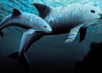 Científicos avistan seis vaquitas marinas en el Golfo de California
