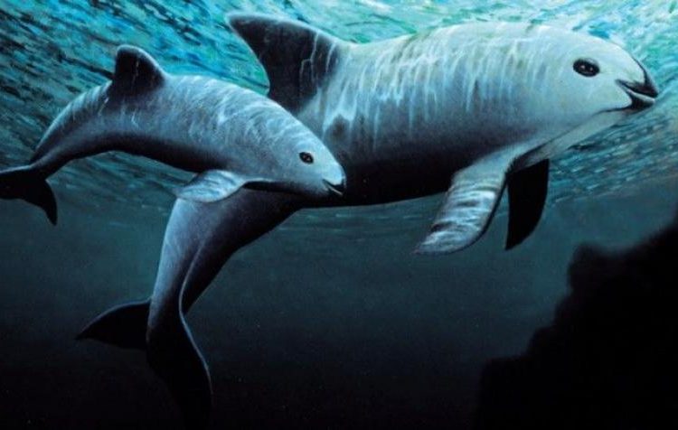 Científicos avistan seis vaquitas marinas en el Golfo de California