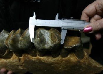 Descubren a un muy antiguo ancestro del ser humano que tenía el tamaño de un elefante