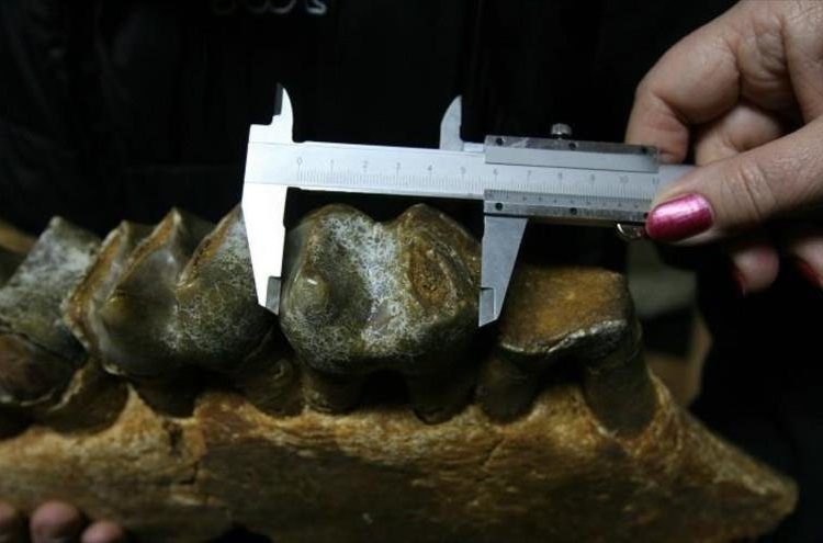 Descubren a un muy antiguo ancestro del ser humano que tenía el tamaño de un elefante