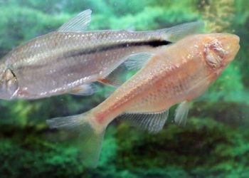 El pez que podría ser clave para regenerar tejido enfermo del corazón humano, según los científicos
