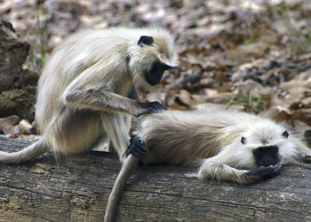 Video desgarrador: Bebé de mono intenta despertar a su madre muerta