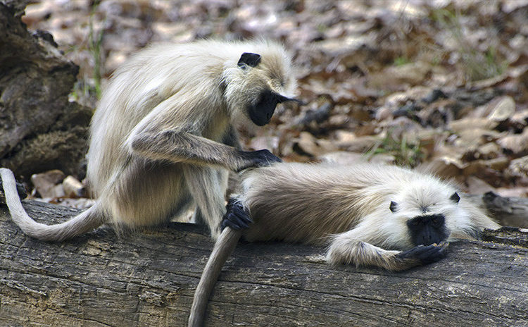 Video desgarrador: Bebé de mono intenta despertar a su madre muerta