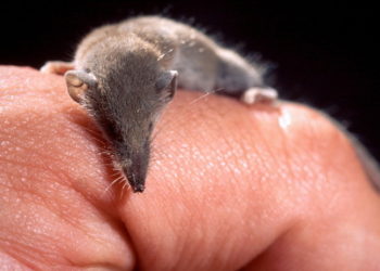 Científicos encuentran en Rusia al mamífero más pequeño del mundo