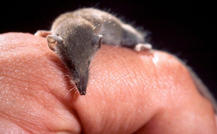 Científicos encuentran en Rusia al mamífero más pequeño del mundo