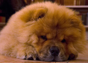 Capturan a un cachorro por morder a un policía