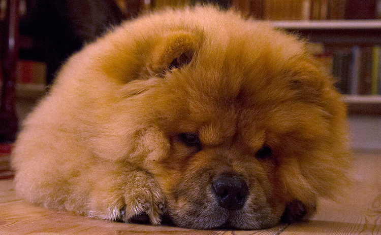 Capturan a un cachorro por morder a un policía