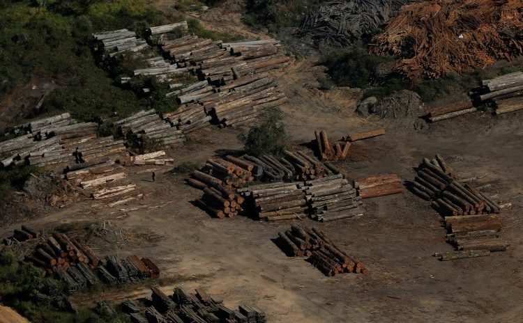 La Amazonia brasileña sufre la peor deforestación en una década