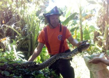 Localizan Masacuata de dos metros en una vivienda de Ahuachapán