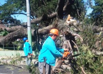 Autoridades retiran árbol de Conacaste que cayó en parque Centenario