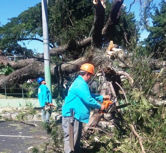 Autoridades retiran árbol de Conacaste que cayó en parque Centenario