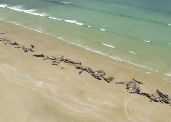 Mueren 145 ballenas piloto en una playa remota de Nueva Zelanda