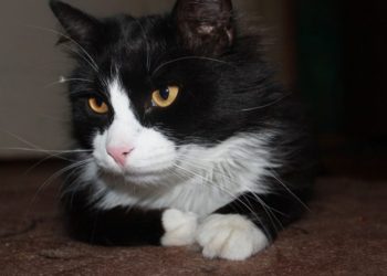 (VIDEO) El gato que entona cánticos georgianos