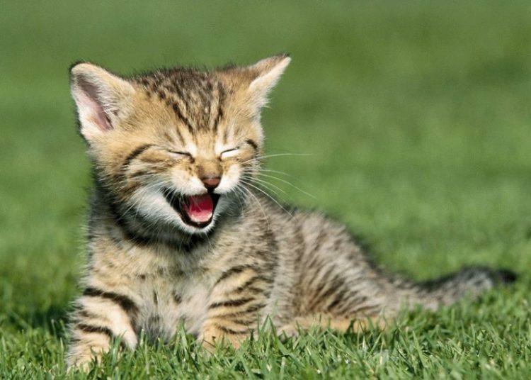 (VIDEO) Intentó asustar a un gato, pero el destino le devolvió la jugada