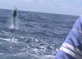 Arranca la pesca del Marlin