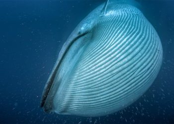 El satélite espacial que ayuda a hacer un exhaustivo conteo de las ballenas del mundo